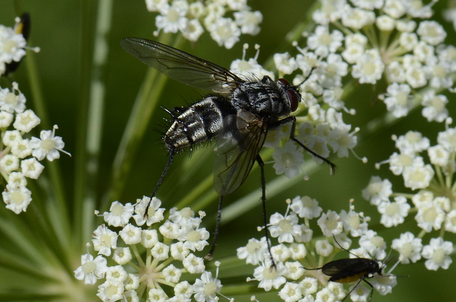 Tachinidae e Sciara sp.